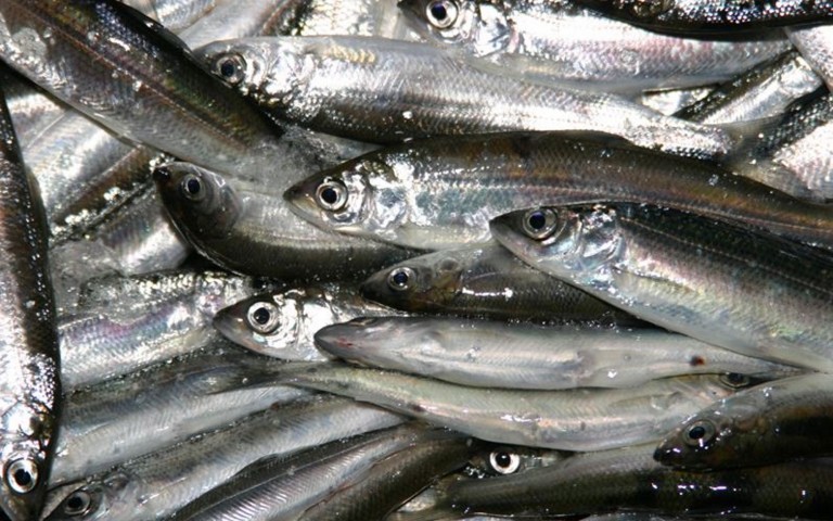 Kleine Maräne (Muikku) – Fisch, Leckerbissen und Sehenswürdigkeit