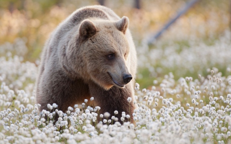 Finnische Wildtiere im Seenland Saimaa