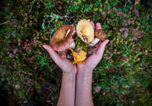 mushroom3 mushroom3
