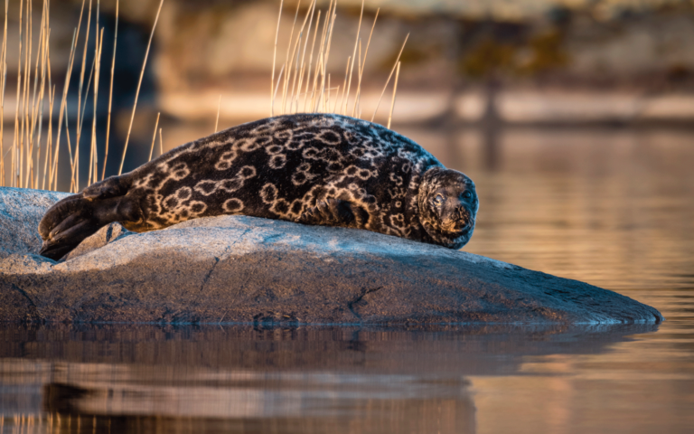 The Travel: Why Finland’s Lake Saimaa Is A Must-Visit European Destination