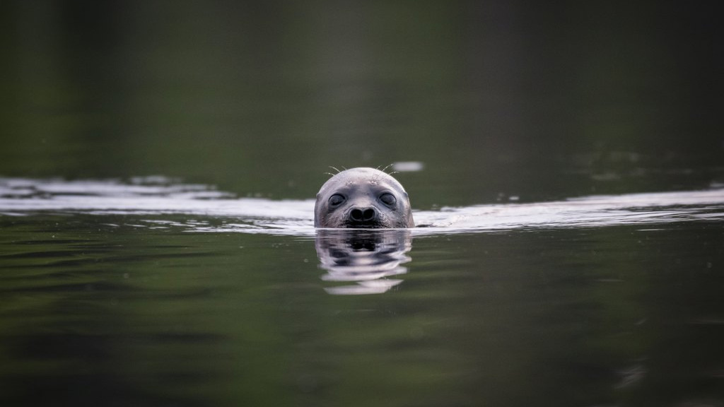 Seal