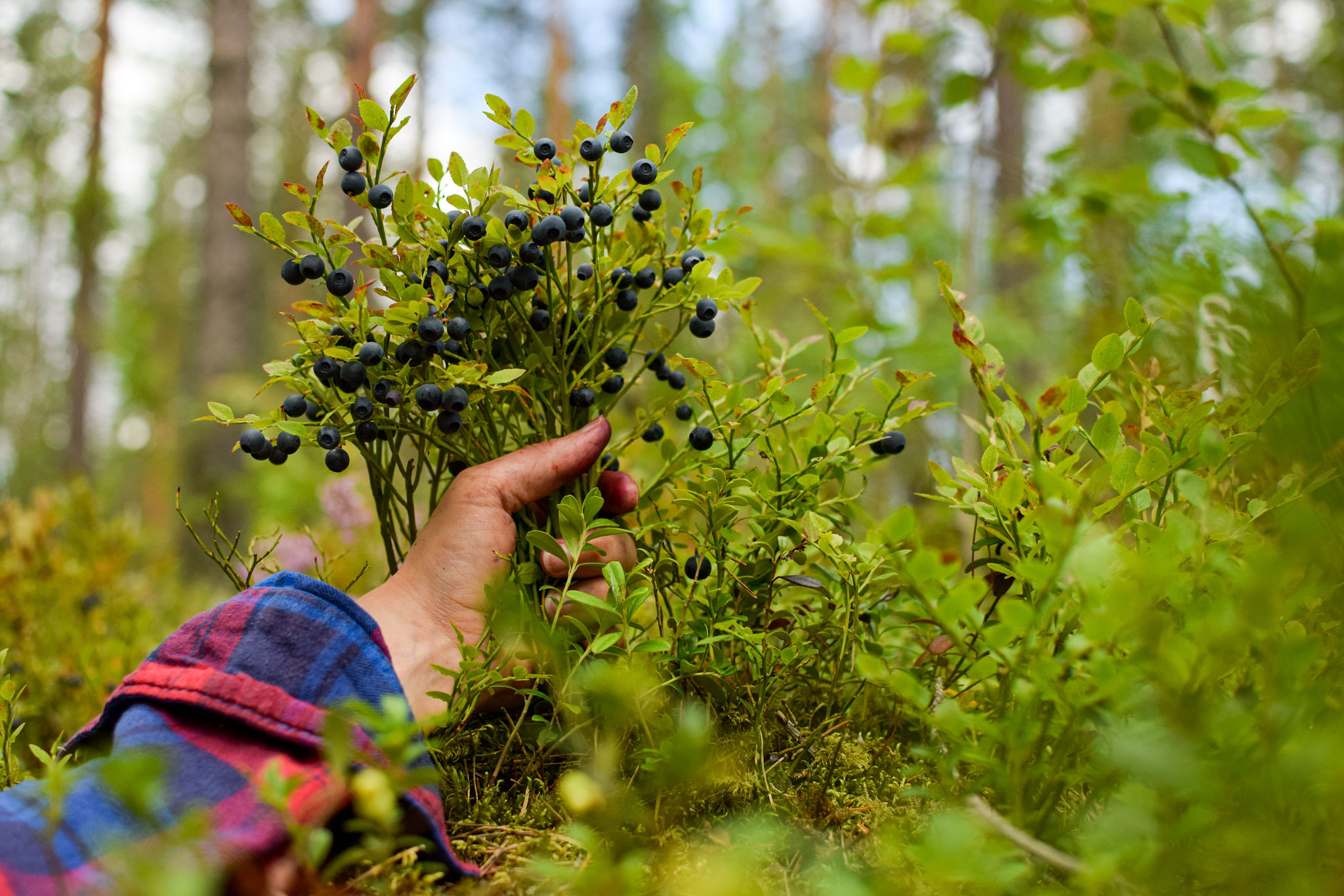 2_Picking wild Finnish blueberries from the forest_Visit Saimaa_SaimaaLife Media
