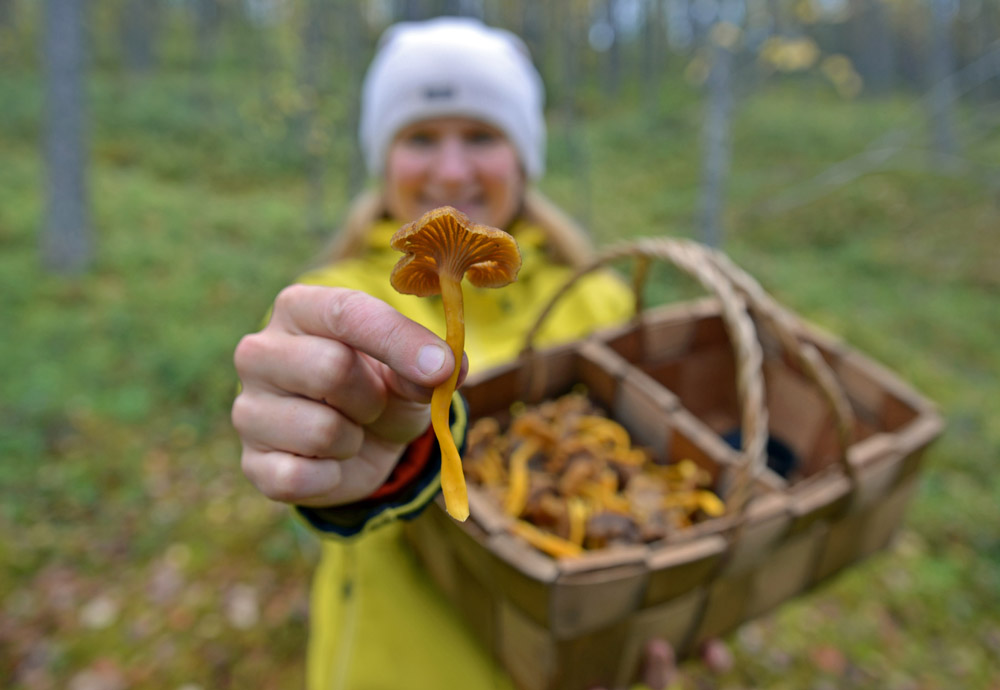 6_Picking wild Finnish mushrooms from the forest_Visit Saimaa_SaimaaLife Media